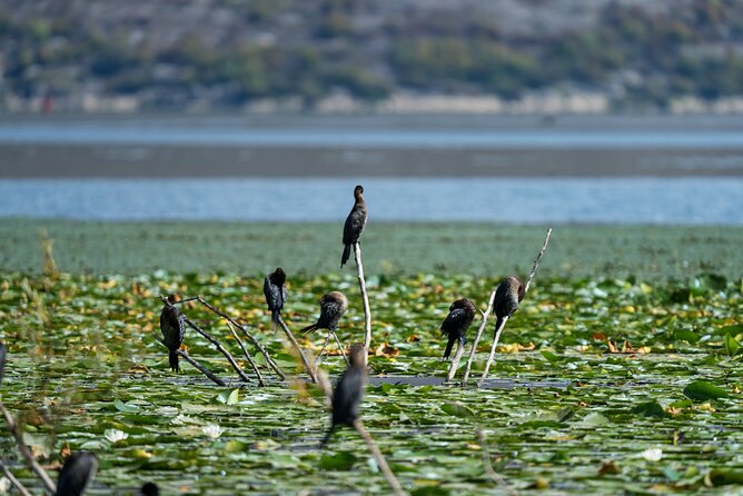 1-hour Kayak Adventure through Skadar Lake from Virpazar - Making the heat work in your favor