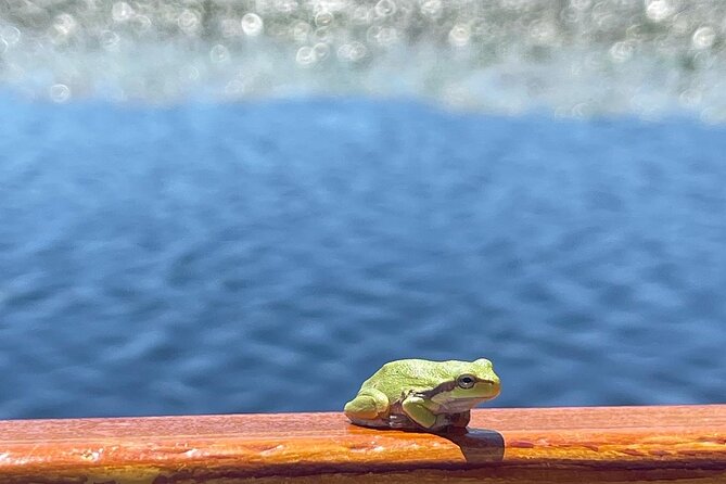 2 Hour Group Boat Trip in Skadar Lake - Passing under the Podgorica to Bar bridge