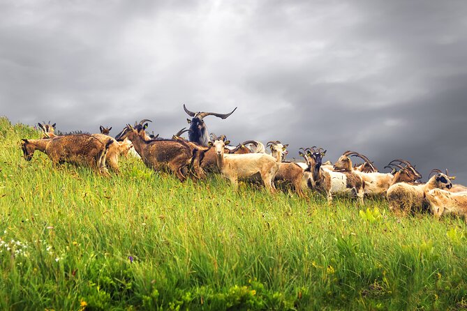 Durmitor National Park hiking tour - easy to moderate - Bosača and a glimpse of rural Durmitor