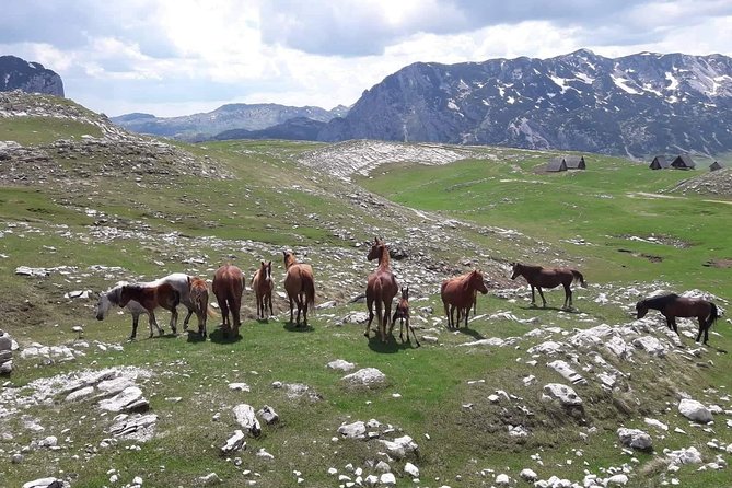 Durmitor Ring Tour - Piva Canyon and the road into the mountains
