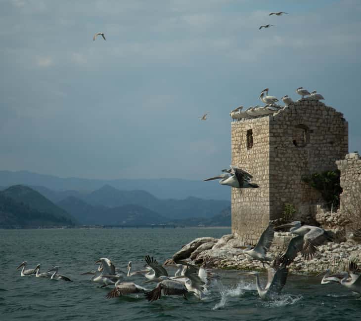 Experience Skadar Lake in 1h! - Birdwatching on Skadar Lake