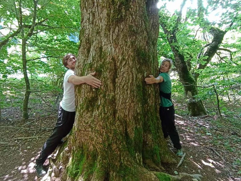 From Podgorica: Biogradska Gora NP & Moraca monastery&Canyon - Timing, comfort, and what to pack