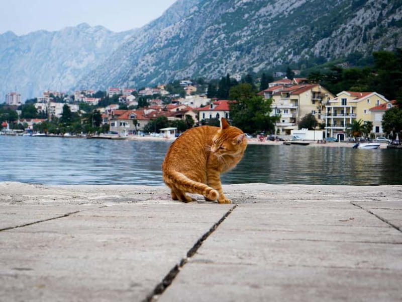 From Tirana: Privat Day Trip to Budva & Kotor in Montenegro - Entering Kotor through the Sea Gate