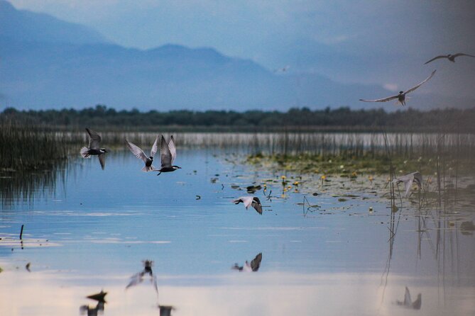 Guided Boat Tours on Lake Skadar with Local Insights - From Virpazar into the hidden canals