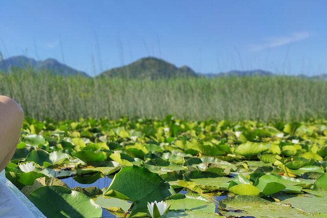 Kayak Day on Skadar Lake - Starting from Virpazar with a map and paddle