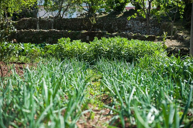 Olive oil farm to fork experience & short walking tour of Kotor - Sharing a Meal With the Farm Family