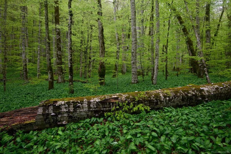 Podgorica: Biogradska Gora, Moraca and Kolasin Day Tour - Walking through Biogradska Gora’s old forest