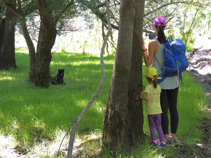 Podgorica Historic, Safari and Winery tour - Skadar lake - Bisevina’s open country and the wild-horse question