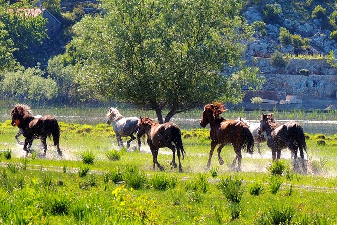 Podgorica Historic, Safari and Winery tour - Skadar lake and River Crnojevica - Mrkan Winery delivers the fullest stop