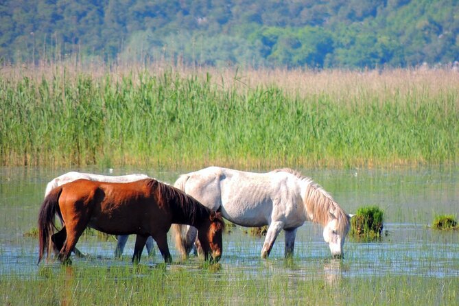 Podgorica Historic, Safari and Winery tour - Skadar lake and River Crnojevica - Karuc and the old house of St. Petar Cetinjski
