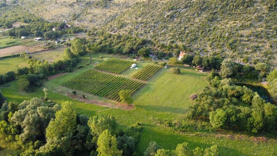 Podgorica: Panoramic Wine Tasting & Snack - What arrives on the tasting plate