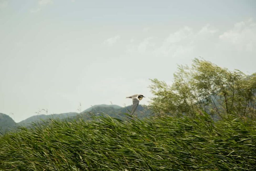 Skadar Lake: Individual Kayaking, hidden canals and swimming - Sunset on Skadar Lake