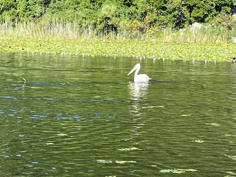 Skadar Lake kayak rent: A Journey Through Tranquility - One Hour or One Day?
