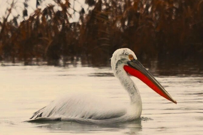 Skadar Lake National Park: Birdwatching & Photography Tour - Starting early in Virpazar