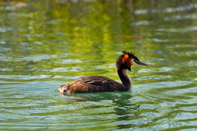 Skadar Lake National Park: Birdwatching & Photography Tour - Fort Lesendro: history beside the wildlife