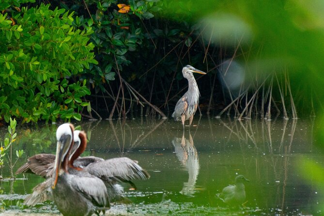 Skadar Lake National Park: Birdwatching & Photography Tour - Kamenik and the quietest wildlife stop