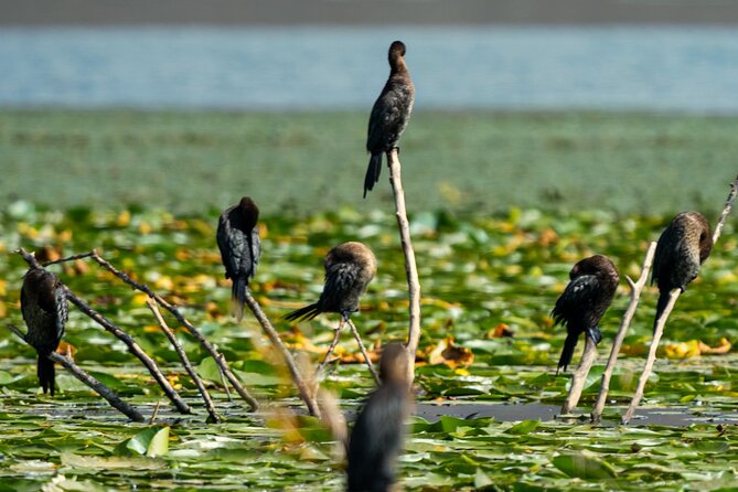 Skadar Lake National Park: Birdwatching & Photography Tour - Returning through the open lake