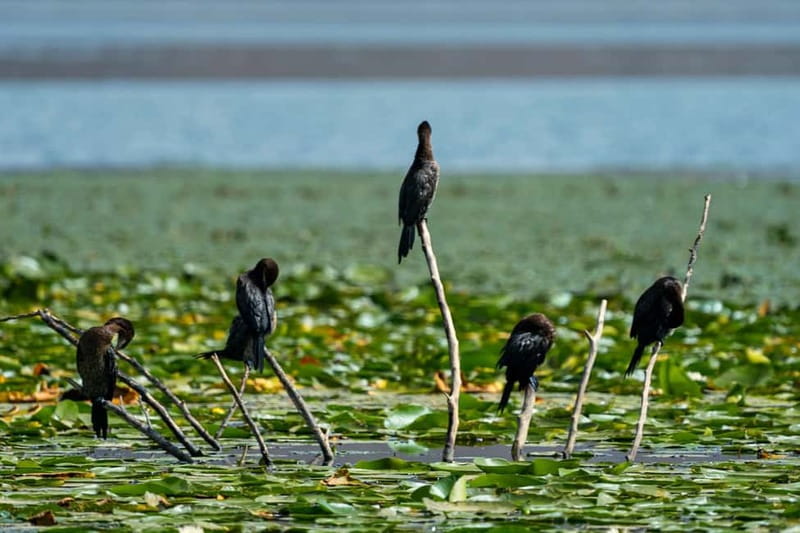 Skadar Lake National Park: Birdwatching & Photography Tour - What birdwatching is really like here