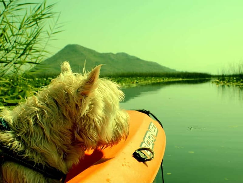 Skadar Lake National Park: Eco-friendly Kayak Adventure - Paddling into Lake Skadar’s narrow channels
