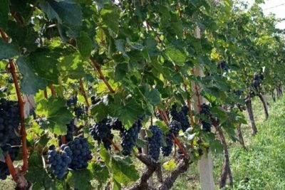 TASTE OF MONTENEGRO – Gastro Private Tour of wine and food