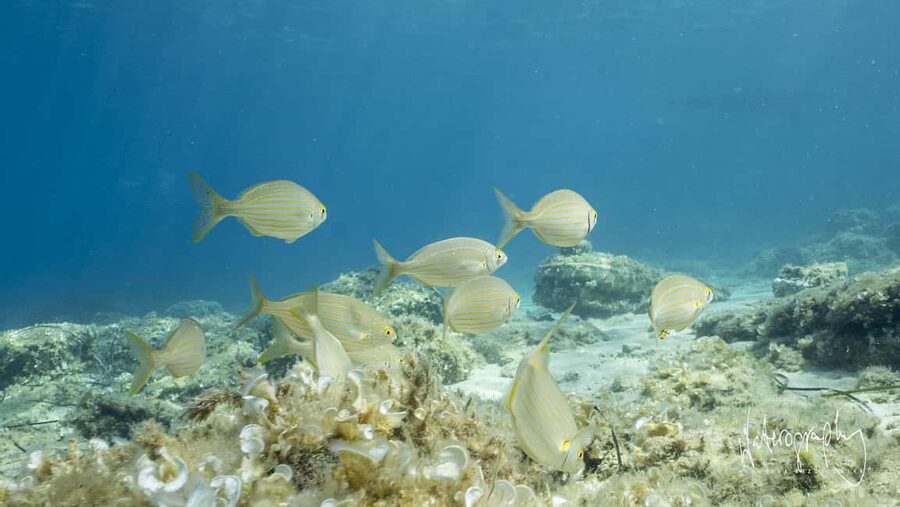 Try Scuba Diving from Boat in Budva - Budva Diving Center - Key points to know before you book