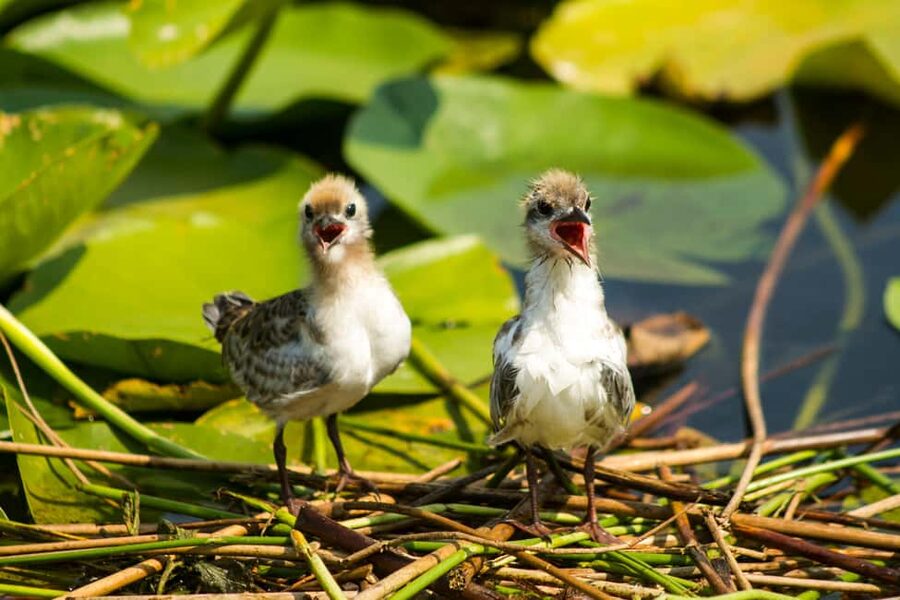 Virpazar: Historical & Nature Boat Adventure on Lake Skadar - Water lilies, reeds, and the first bird calls