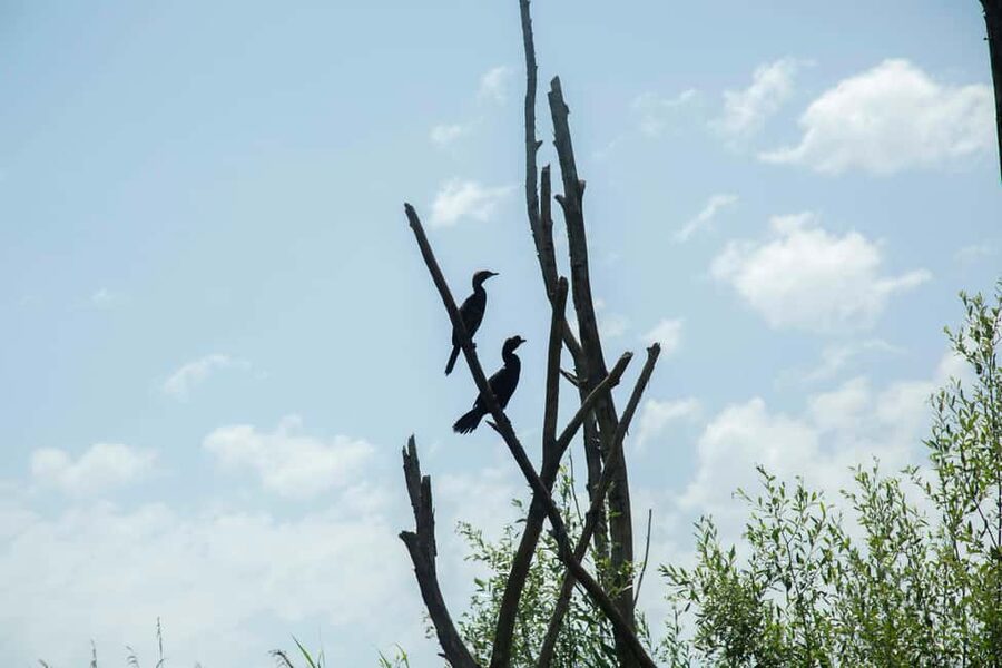 Virpazar: Historical & Nature Boat Adventure on Lake Skadar - Narrow canals and the best photo pause