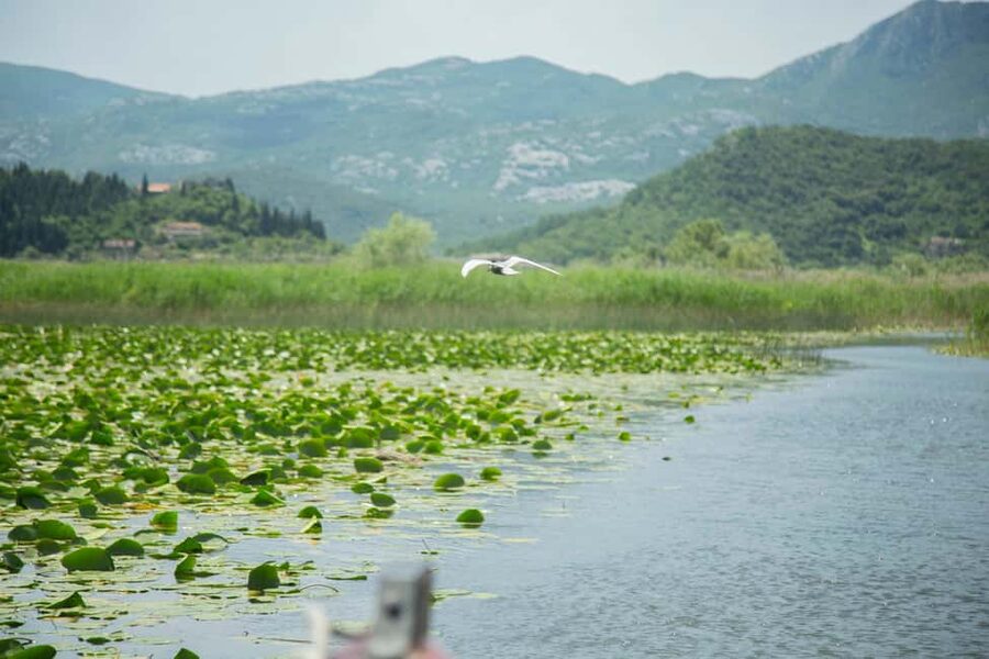 Virpazar: Historical & Nature Boat Adventure on Lake Skadar - The lake swim and the return toward Rijeka Crnojevića