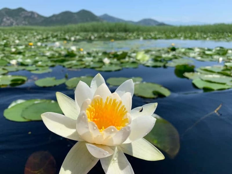 Virpazar: Private & Group Guided Lake Skadar Boat Tour - Kamenik and the return to Virpazar