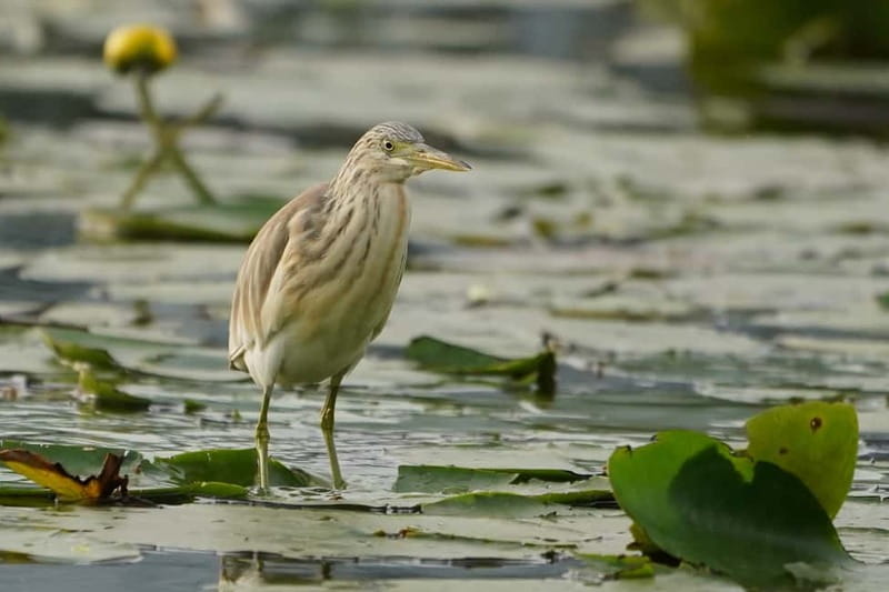 Virpazar: Skadar Lake Nature Kayak Tour - Birds in a sanctuary shared with pelicans
