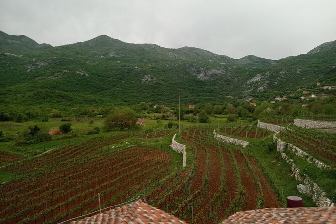 Wine tasting in the family winery, feel the spirit - Why this Podgorica wine tour works